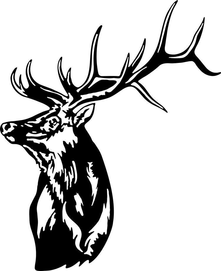 BullElkHead