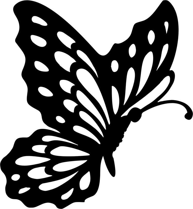 butterfly5