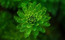 Load image into Gallery viewer, test-product(without-alt)